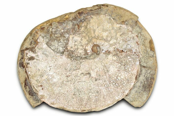 Champagne-Pink Fossil Ammonite (Hoploscaphities) - South Dakota #336265